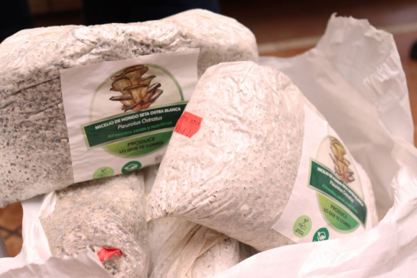Desarrollo Rural de Jacona entrega paquetes de hongos.